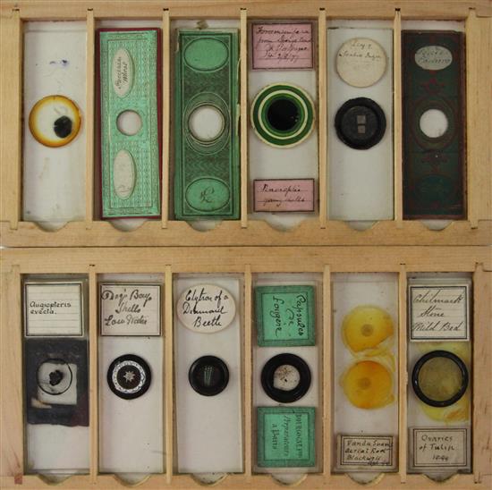 A collection of 19th century and later microscope slides,